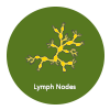 Lymph Nodes